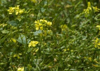 Veja os benefícios da mostarda para a saúde e por que incluir na sua dieta