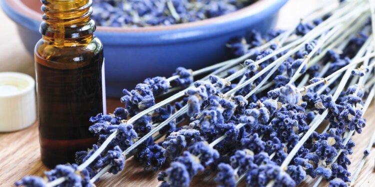 O que acontece no seu corpo quando você toma chá de lavanda?