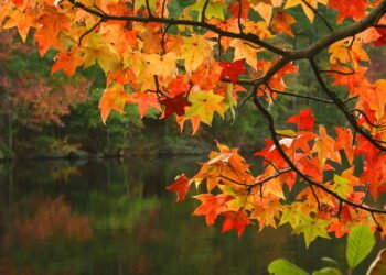 Saiba o que esperar do outono, que começa esta semana