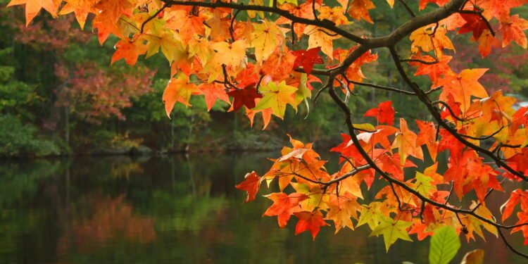 Saiba o que esperar do outono, que começa esta semana