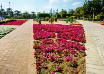 O que as florestas de bolso podem ensinar sobre sustentabilidade urbana