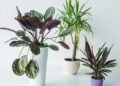 8 tipos de palmeiras para cultivar dentro de casa!