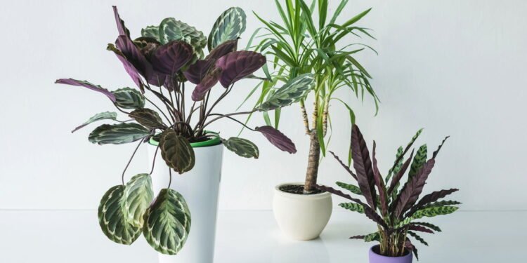 8 tipos de palmeiras para cultivar dentro de casa!