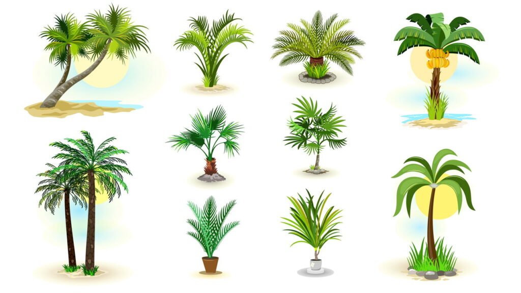 8 tipos de palmeiras para cultivar dentro de casa!