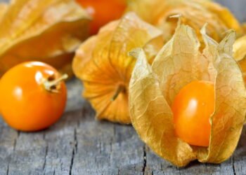 Cultivar physalis em casa é mais fácil do que você imagina