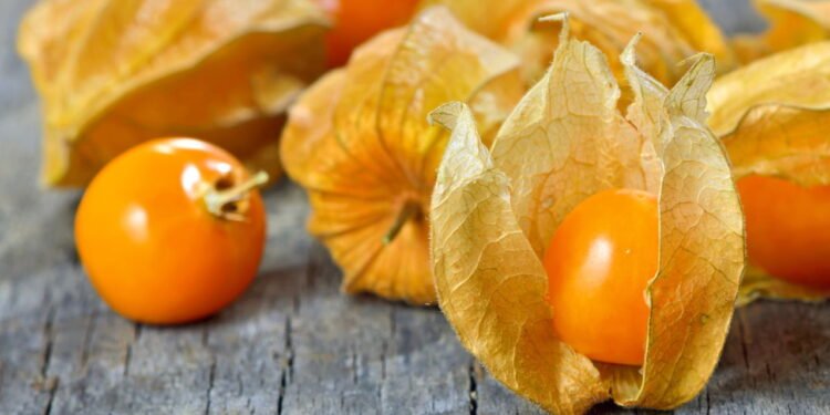 physalis - Créditos: depositphotos.com / jordache