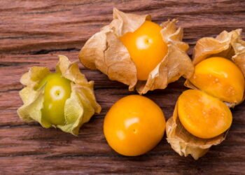 Cultivar physalis em casa é mais fácil do que você imagina