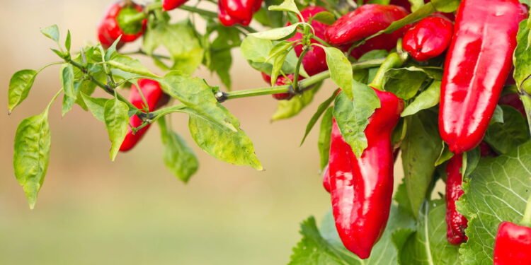 Dicas práticas para plantar pimenta-malagueta