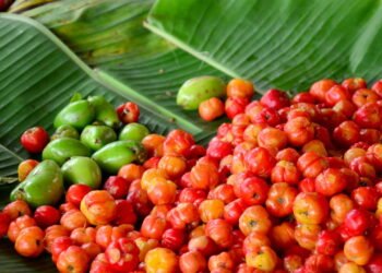 Como plantar pitanga em casa com dicas simples