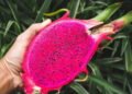 Transforme seu quintal com o cultivo da pitaya, uma fruta cheia de benefícios