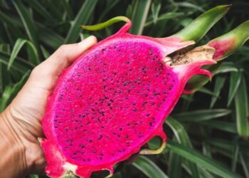 Transforme seu quintal com o cultivo da pitaya, uma fruta cheia de benefícios