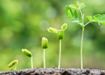 Planta descoberta por Brasileiro é capaz de imitar outras espécies