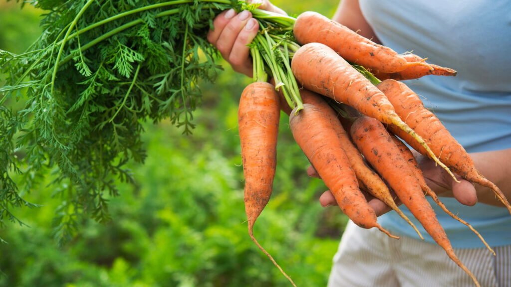 Essas são as melhores hortaliças para plantar em abril