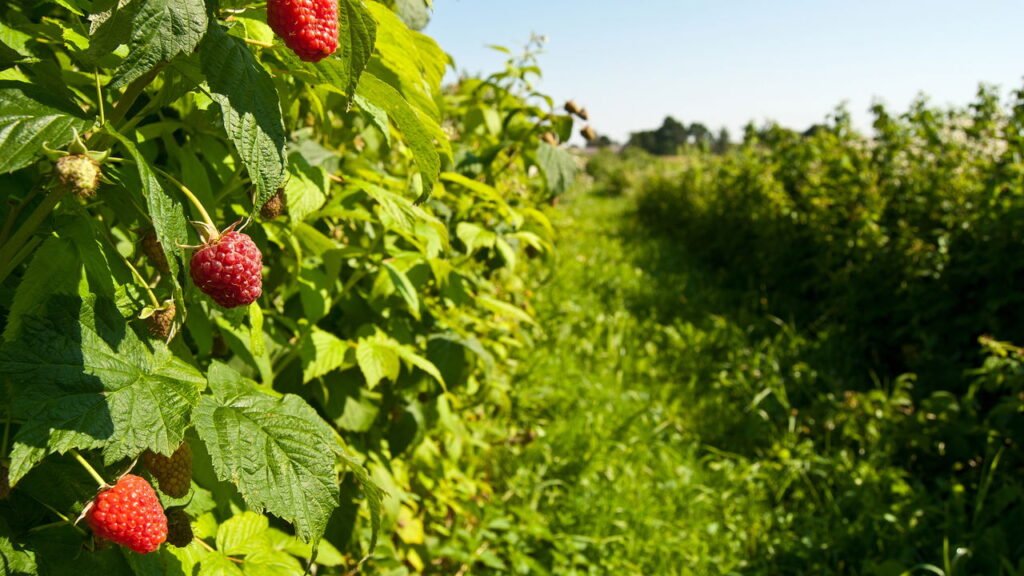 Framboesa: sabor, cultivo e benefícios dessa fruta deliciosa!