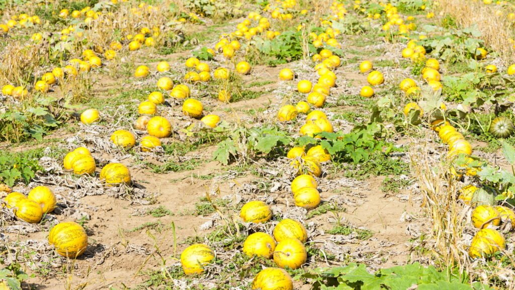 Dicas práticas para um bom cultivo de morangas em casa