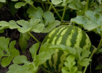Cultive Frutas Hidratantes em Casa e Aumente sua Saúde Naturalmente