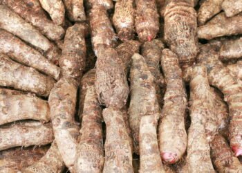 Dicas Simples para Cultivar Inhame em Pequenos Espaços