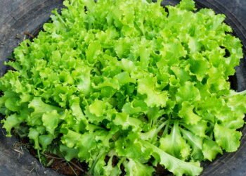 Como Plantar Alface Americana em Vasos e Ter Hortaliças Sempre Frescas Créditos: depositphotos.com / poringdown@gmail.com
