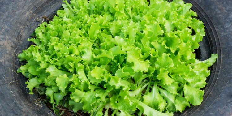 Como Plantar Alface Americana em Vasos e Ter Hortaliças Sempre Frescas Créditos: depositphotos.com / poringdown@gmail.com