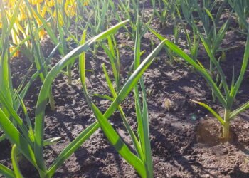 Aprenda a Plantar Alho em Casa e Colher Cabeças Perfeitas Créditos: depositphotos.com / YAY_Images