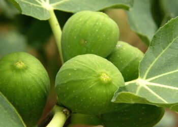Como Plantar Figo Passo a Passo: Da Muda à Colheita Perfeita
