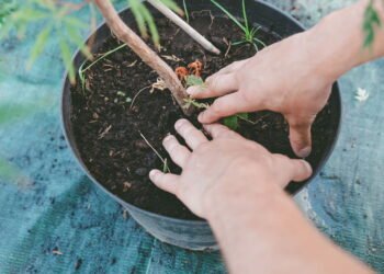 Conheças as plantas que purificam o solo de metais pesados