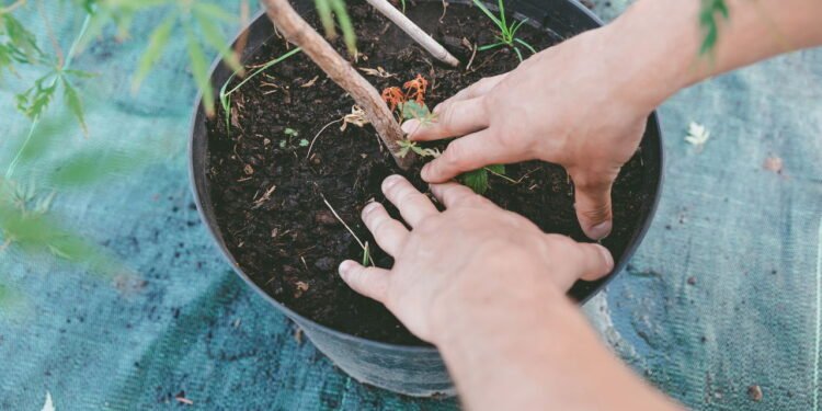 Plantas - Créditos: depositphotos.com / SashaKhalabuzar