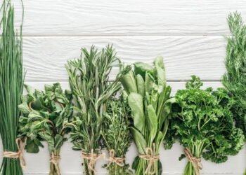 Uma dieta para você que ama plantas! Suas refeições do dia a dia irão melhorar com essas dicas!