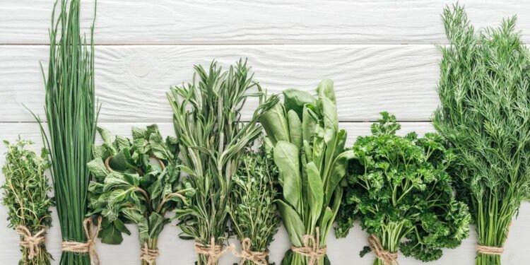 Uma dieta para você que ama plantas! Suas refeições do dia a dia irão melhorar com essas dicas!