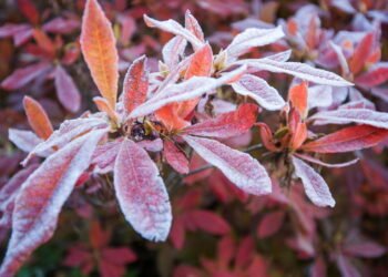 O que faz as plantas dos ecossistemas de neve resistirem ao congelamento?