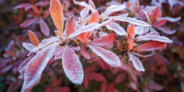 O que faz as plantas dos ecossistemas de neve resistirem ao congelamento?
