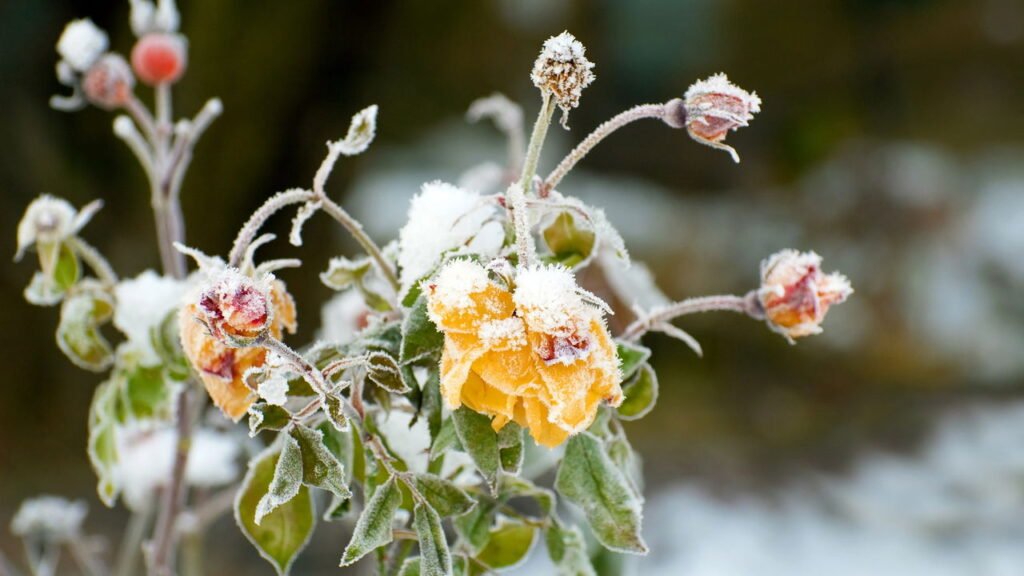 O que faz as plantas dos ecossistemas de neve resistirem ao congelamento?