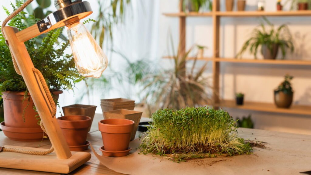 Entenda a ciência por trás das plantas que brilham