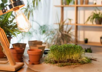 Entenda a ciência por trás das plantas que brilham