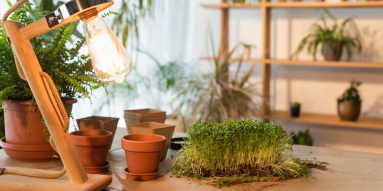 Entenda a ciência por trás das plantas que brilham