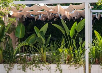 Entenda a ciência por trás das plantas que brilham