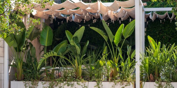 Entenda a ciência por trás das plantas que brilham