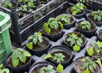 Microverdes são o segredo para uma dieta mais nutritiva