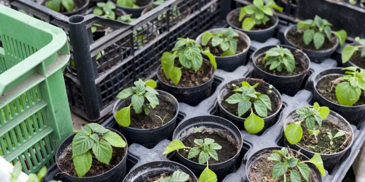 Plantas jovens - Créditos: depositphotos.com / kreatorex