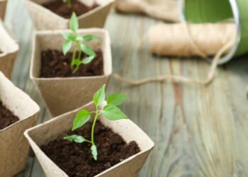 Microverdes são o segredo para uma dieta mais nutritiva