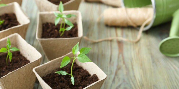 Plantas - Créditos: depositphotos.com / serezniy