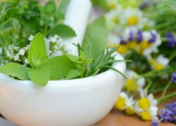 Como cultivar importantes ervas medicinais em casa?