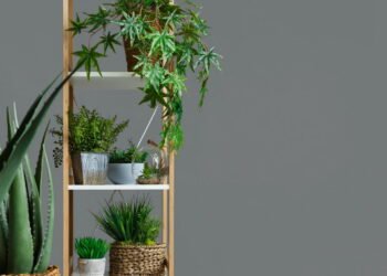 As plantas que você pode ter na sua casa e tem um efeito que você não imaginava!
