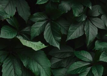 Plantas que brilham no escuro começam a virar febre