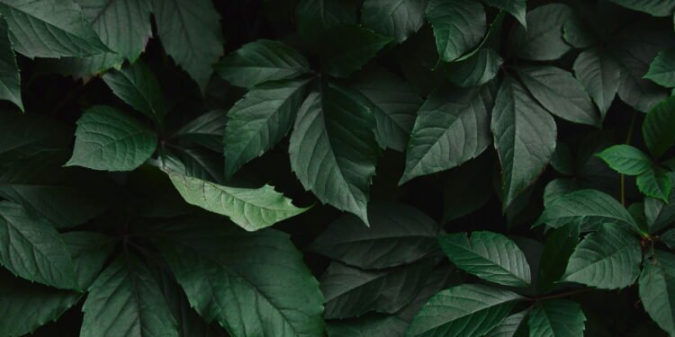 Plantas que brilham no escuro começam a virar febre