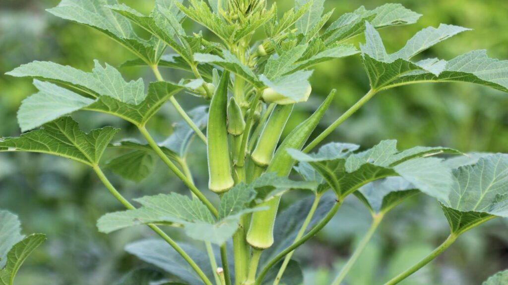 O segredo para cultivar quiabo macio e sem fiapos em casa