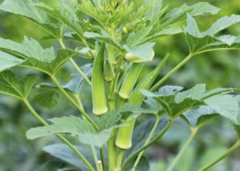 O segredo para cultivar quiabo macio e sem fiapos em casa