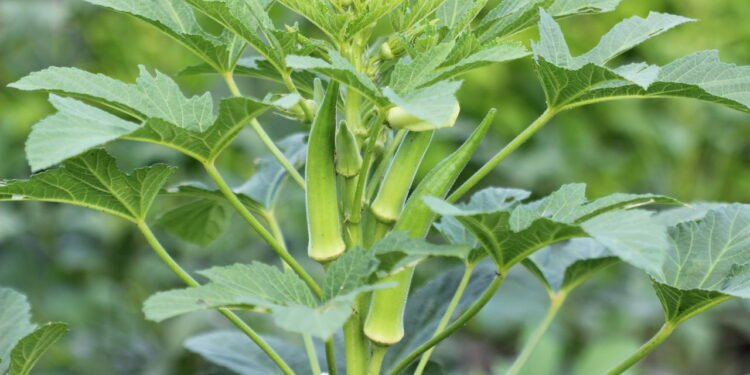 Guia Completo para Cultivar Quiabo em Casa super fácil