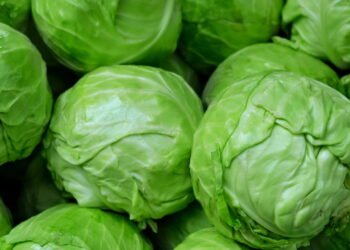 Cultive repolho em casa com essas dicas fáceis