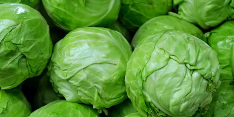 Cultive repolho em casa com essas dicas fáceis